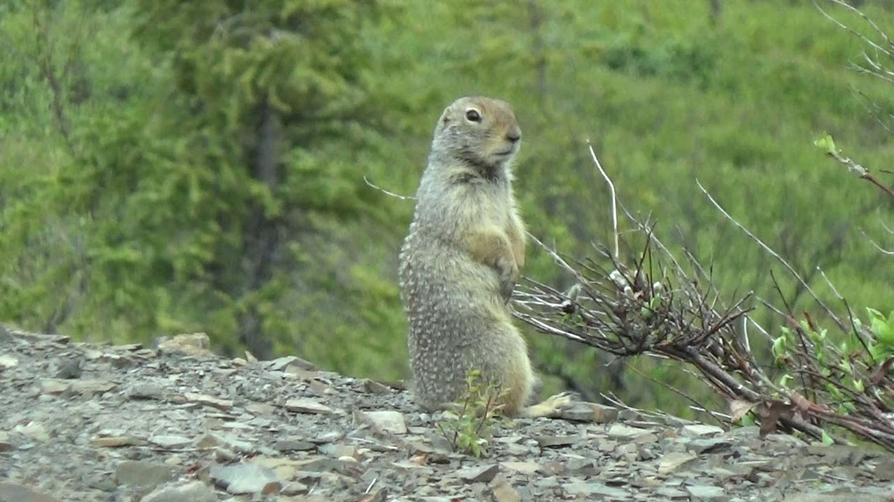 Spermophile Arctique Arctic Ground Squirrel Dempster Highway