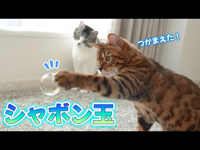 初めてのシャボン玉に猫たちは… - YouTube
