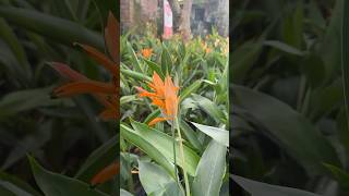 Heliconia , Mash And Offer For Rs. 40 9605159849