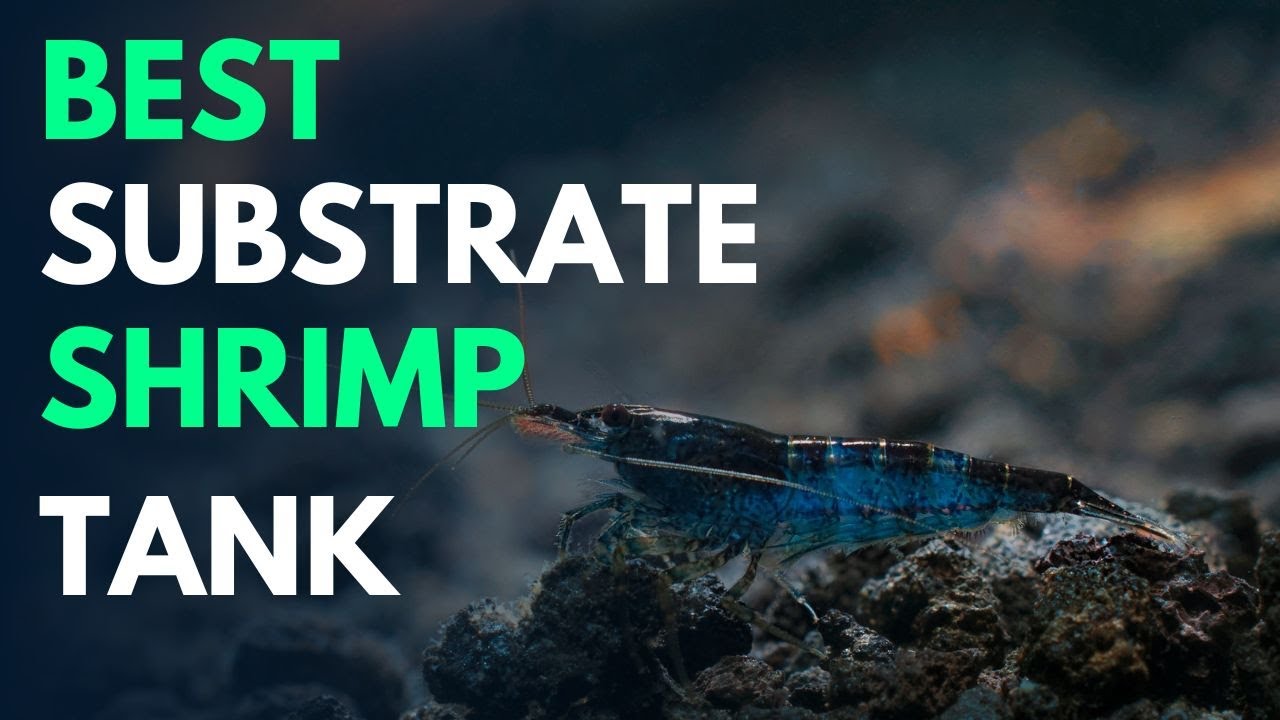 Which Substrate Should You Choose For Shrimp Tank? YouTube