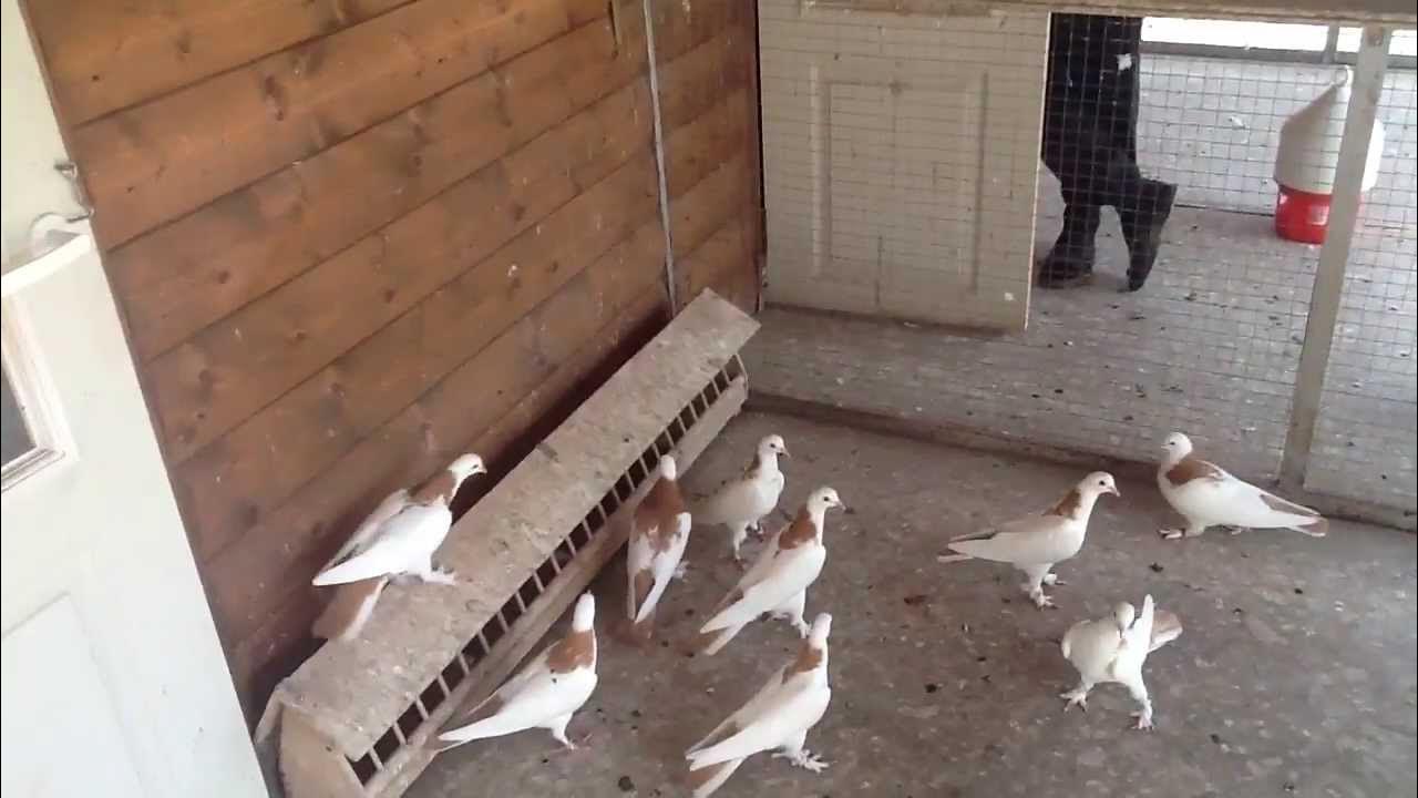 Голуби бойные видео. Бакинские бойные шейки. Майкоп бойные голуби pigeons. Голуби бойные видео. Иранские бойные голуби.