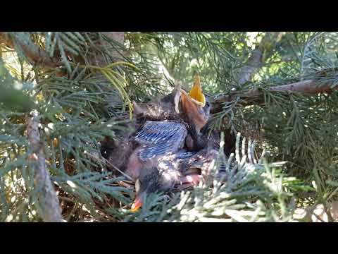 nestling thrushes - უზარმაზარი ჭიაყელა გადაყლაპა :)