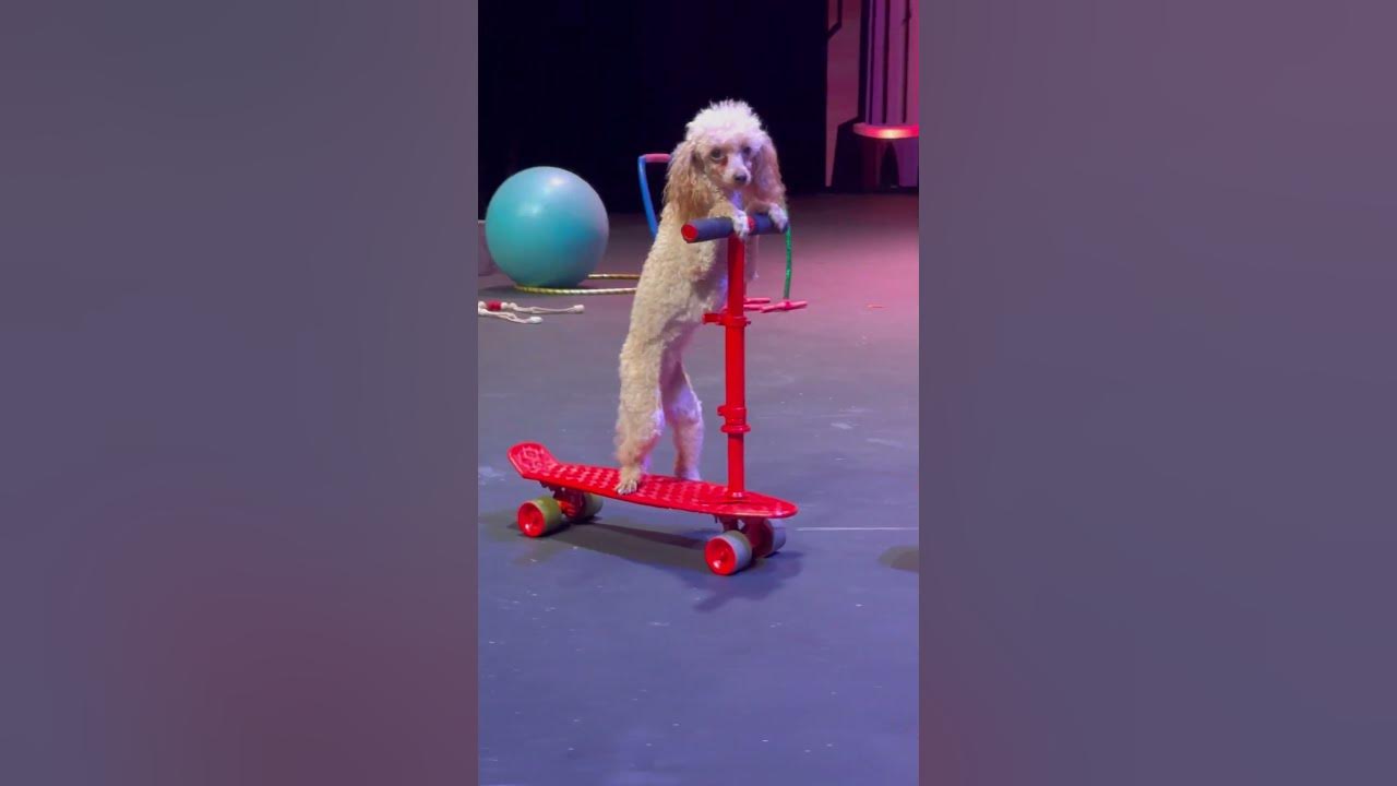 My Super Poodle on the Scooter 🐩⭐️ ️ YouTube