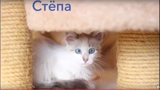 Котёнок Стёпа в поисках любящих хозяев. Котёнок Стёпа в поисках любящих хозяев.