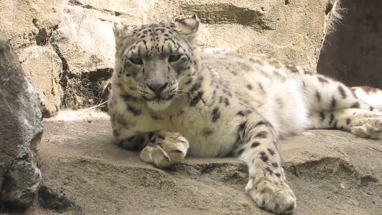 Let's visit some of the animals at the zoo.