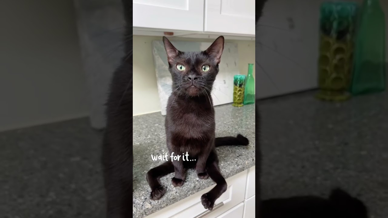 Cat speaks English 😁😸👍 