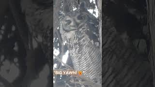 Ever Seen an Owl Yawn 🦉🥱