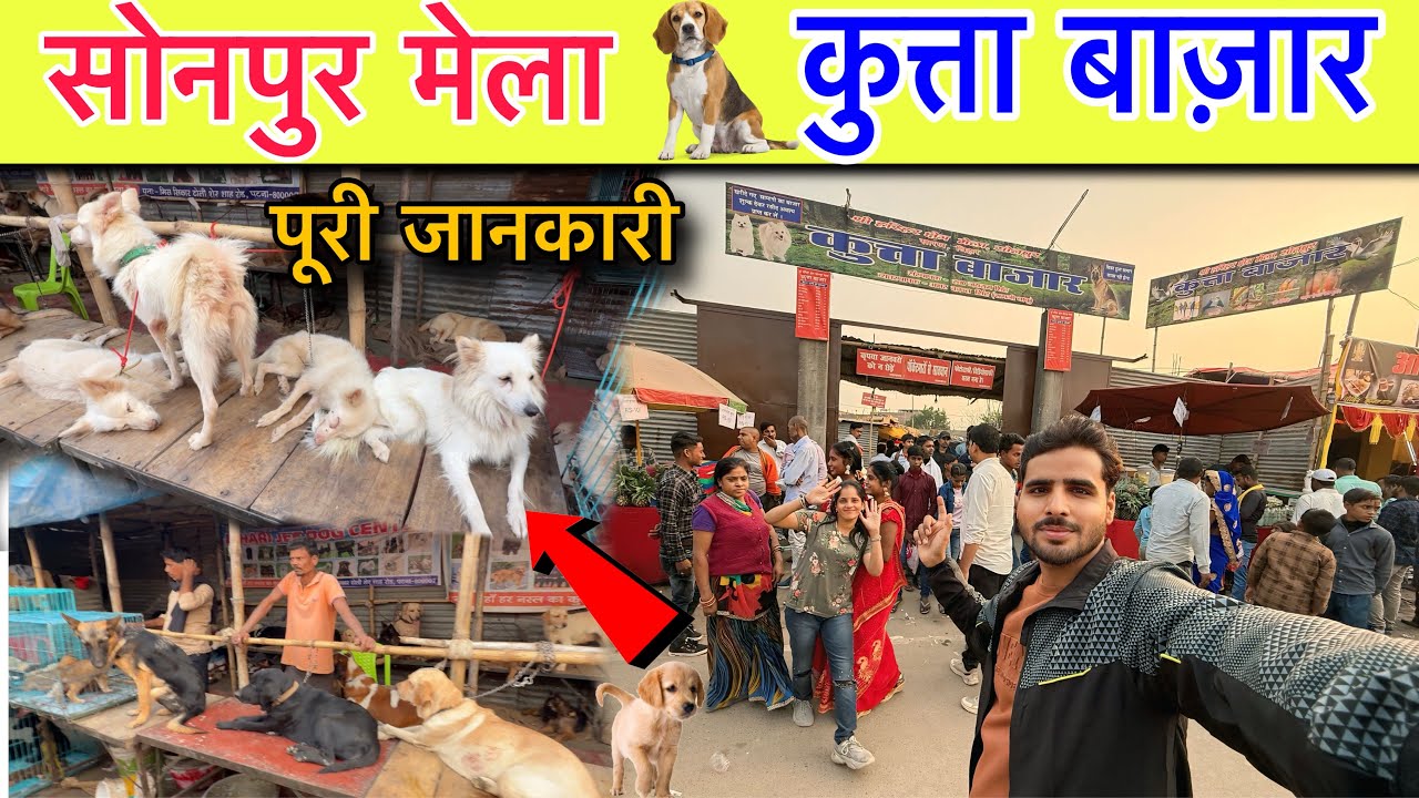 Sonpur Mela Dog Market 2025 | Cheapest dog market in india | sonpur mela animal market
