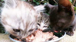 When I fed the kittens, the kittens ate with great momentum