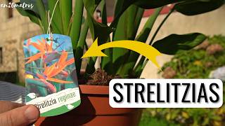 Cómo Plantar Strelitzias Y Principales Cuidados Del Ave Del Paraíso En20Metros
