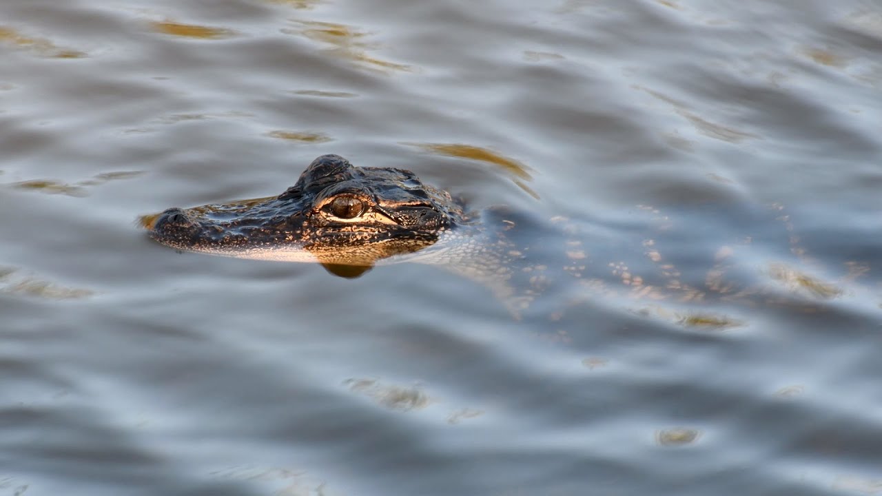 Small Alligator Black Point Wildlife Drive Merritt Island Florida In 4K Uhd