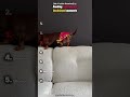 Ranking the funniest Dachshund moments 😂 #edit #shorts