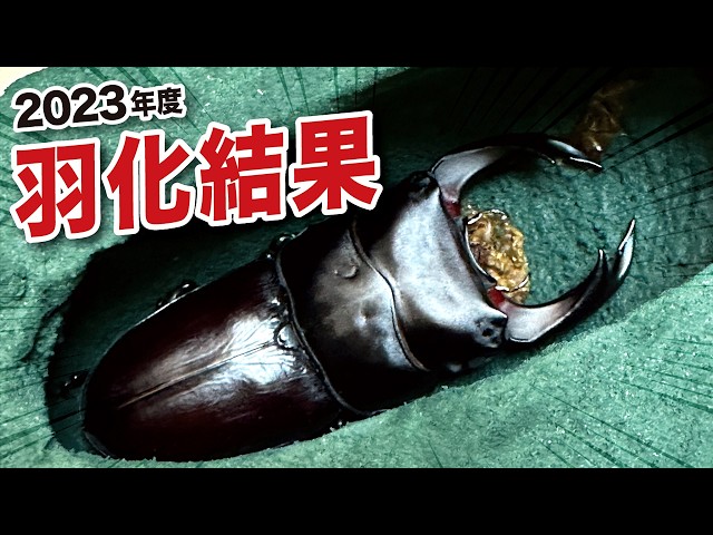 オオクワガタが羽化したけど現実は厳しかった・・・ - YouTube