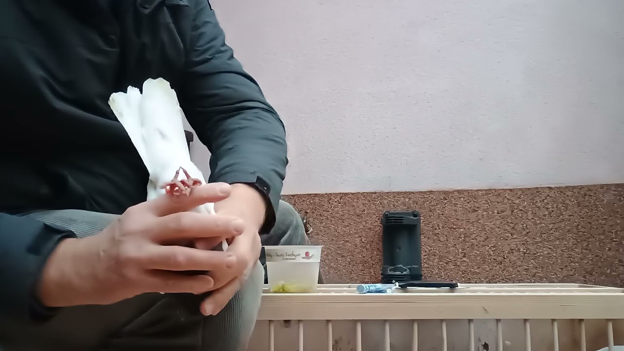 Odejście gołębi, adresówki dla zagubionych, czy jest sens? Cz. 1