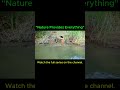 Primitive Survival Cooking Wild Duck With Forest Honey