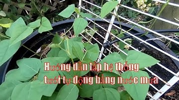 Hướng dẫn lắp hệ thống tưới tự động bằng nước mưa , Phần 2