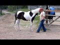 FOR SALE - SPP Spider Venom, Yearling Black Tobiano Gelding, video taken June 13, 2012