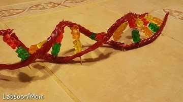 DNA model using candy