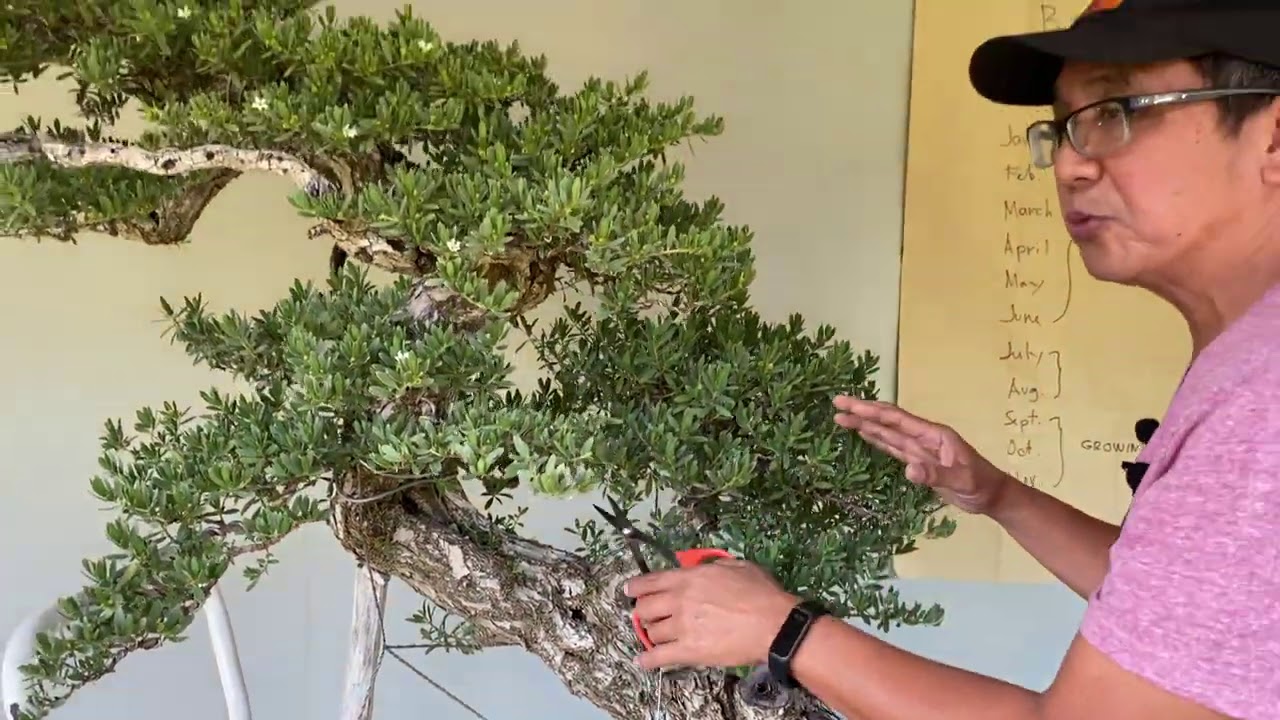 TIPS sa SUMMER time para GUMANDA ang BONSAI