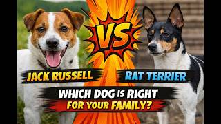 Jack Russell vs Rat Terrier Which Small Dog Is Right for Your Family