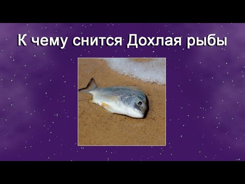 К чему снится Дохлая рыба – толкование сна по Соннику