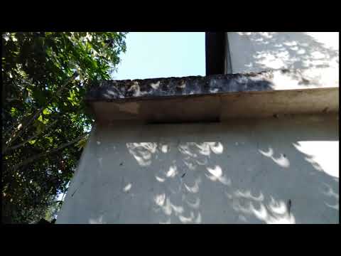2019 Solar Eclipse Shadows Through Tree Leaves
