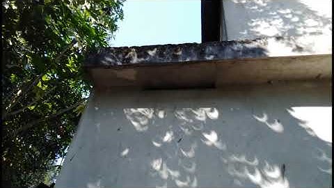 2019 Solar Eclipse Shadows Through Tree Leaves