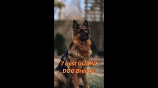 7 Best GUARD DOG Breeds! #dog #pets #guarddog by AdventurousNomad 497 views 5 months ago 5 minutes, 40 seconds
