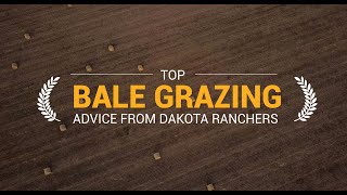 Top Bale Grazing Advice from Dakota Ranchers