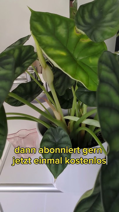 Alocasia gelbe Blätter pflanzen alocasia pflanzenliebe YouTube