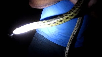 Romney gets bit by a Gopher Snake/"Garden Snake"?