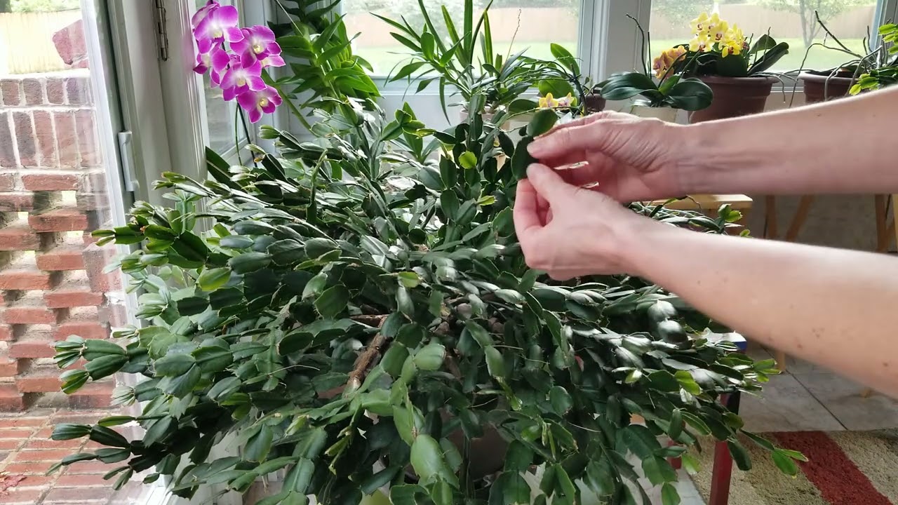 Thanksgiving Cactus Care for Summer. How to Propagate a New Plant (and