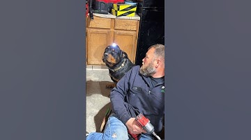 Hardworking Employee of the Month 🏆🐶#dog#funny#funnyanimals#funnypets#animals #dogsofttiktok