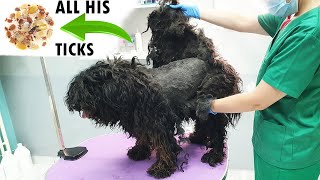 The owner of this NEGLECTED dog was LYING to us! (full of ticks)