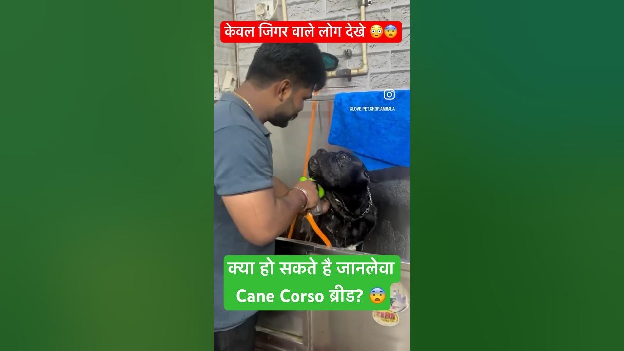 How to groom Cane Corso Breed?😳 canecorso dogbreed pets puppy 