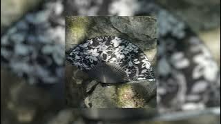 Japan - Prod.jk8 (Slowed   Reverb)