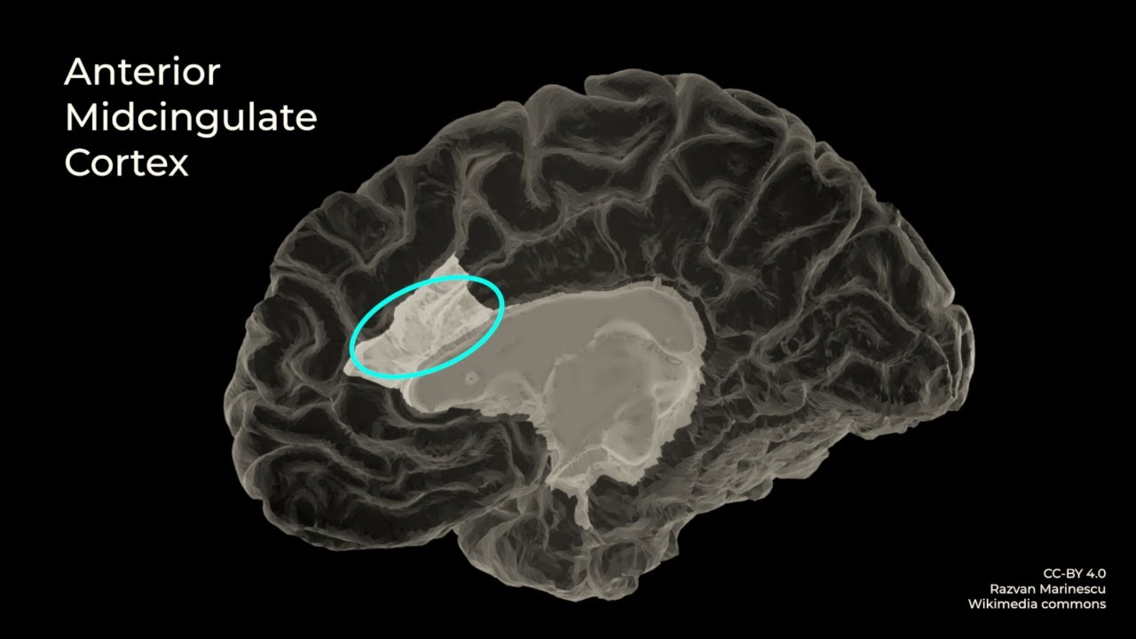 Why hard challenges are good for you | Martina Löfqvist | TEDxSkemaParis