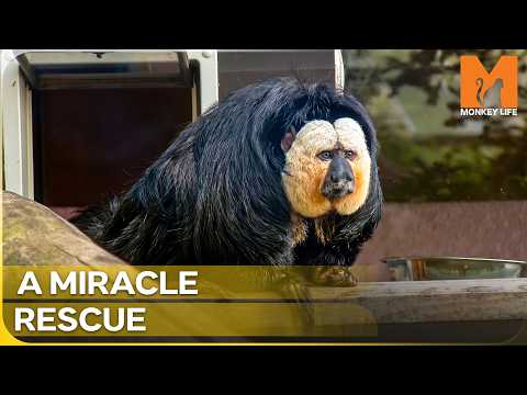 Rescuing A Very Rare Exotic Monkey | Monkey Life Season 7 Episode 1