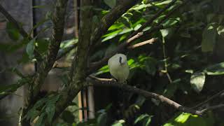 Yellow bird on tree branch No Copyright Background Nature Video (No Sound, No Music) screenshot 1