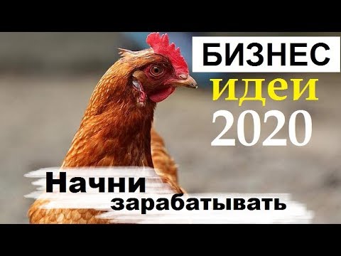 Выгодно ли содержать кур несушек? Бизнес идеи 2020 - куры несушки содержание, бизнес с нуля.