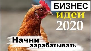 Выгодно ли содержать кур несушек? Бизнес идеи 2020 - куры несушки содержание, бизнес с нуля.