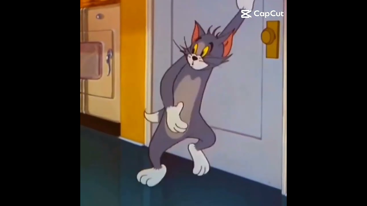 Funny meeting between two cats 