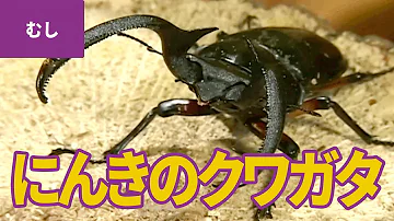 ギラファノコギリクワガタの作り方折り紙リアル