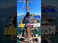 The Ultimate USA Tour (In 19 Seconds) #Shorts #tourism  #cinematic #shortfilm #shortmovie #aimovie