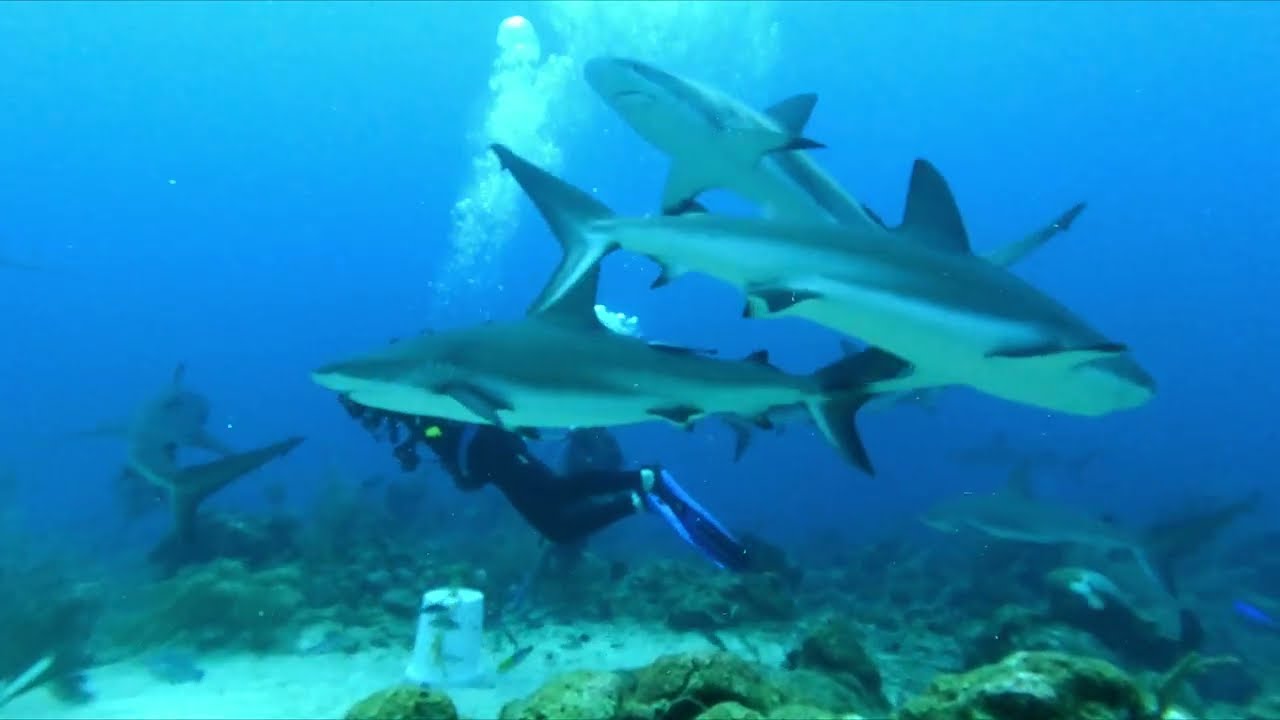 Roatan, Honduras 2021 4K