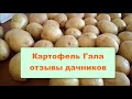 Картофель Гала отзывы дачников