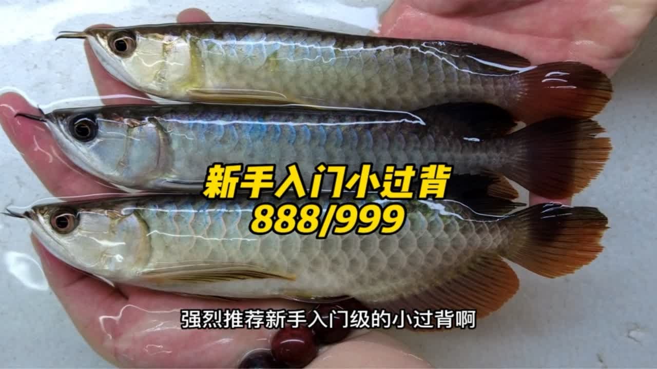三位数小过背来了哦，第一波小过背金龙！看品质！看细节！ - YouTube