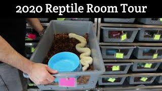2020 Reptile Room Tour with Tons of Boa Morphs and Locality Examples