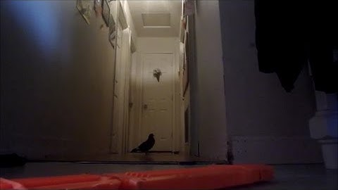 AIDEN TESTS OUT THE NERF EXTENDED DART CLIP -WATCH OUT FOR THE PIGEON!