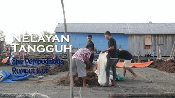 Nelayan Tangguh Eps Pembudidaya Rumput Laut